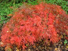 ACER  ORNATUM 29-10-2008 11-11-29.jpg
