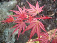 ACER  SEIGEN 07-04-2007 10-17-46.jpg