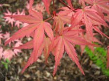 ACER  SEIGEN 04-05-2008 17-57-27.jpg