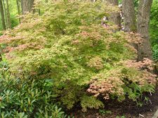 ACER  SEIGEN 08-05-2007 10-16-19.jpg