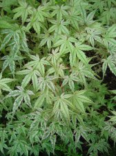ACER  SEIGEN 06-07-2008 15-04-15.jpg