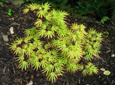 ACER  GREEN  TROMPENBURG 28-06-2008 16-42-59.jpg