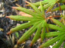ACER  GREEN  TROMPENBURG 28-06-2008 16-09-00.jpg