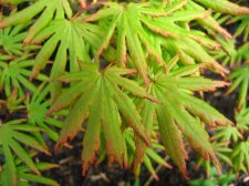 ACER  GREEN  TROMPENBURG 28-06-2008 16-08-12.jpg