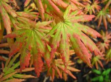 ACER  GREEN  TROMPENBURG 13-09-2008 18-04-59.jpg