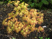 ACER  GREEN  TROMPENBURG 13-09-2008 18-04-21.jpg