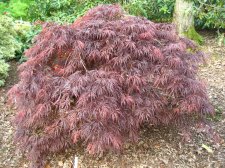 ACER  CRIMSON  QUEEN 08-05-2008 17-56-01.jpg