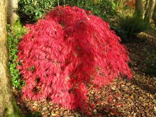 ACER  CRIMSON  QUEEN 07-11-2008 14-48-00.jpg