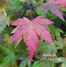 Aoba Jo 020.jpg