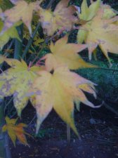 IMG_0339.jpg