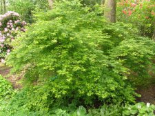 ACER  TANA 08-05-2007 10-17-18.jpg