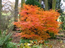 ACER  TANA 16-11-2008 12-22-22.jpg