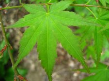 ACER  TANA 16-04-2007 14-04-03.jpg