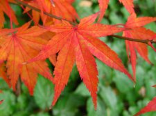 ACER  TANA 16-11-2008 12-24-38.jpg