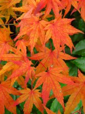 ACER  TANA 16-11-2008 12-24-52.jpg