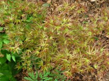 ACER  KAMAGATA 13-04-2007 14-24-02.jpg