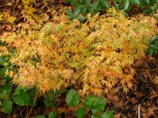 ACER  KAMAGATA  14-11-2008 11-17-52.jpg