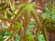 ACER  KAMAGATA 13-04-2007 14-23-49.jpg