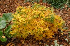 ACER  MIKAWA  YATSUBUSA 20-11-2008 11-58-13 20-11-2008 11-59-12.jpg