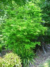 ACER  HOGYOKU 14-05-2008 15-17-33.jpg