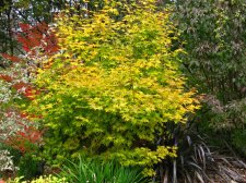 ACER  HOGYOKU 04-11-2008 13-03-02.jpg