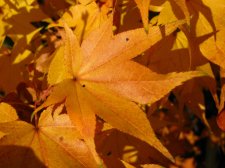 ACER  HOGYOKU 12-11-2008 10-29-09.jpg