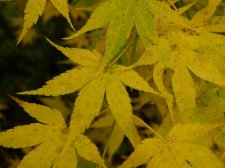 ACER  AOYAGI 15-11-2008 14-02-44.jpg