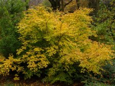 ACER  AOYAGI  14-11-2008 11-11-14.jpg