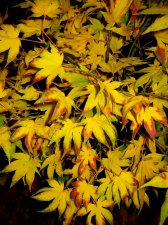 windover-fall.jpg