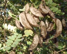 BeanPods1.JPG