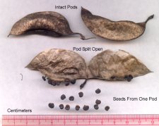 BeanPods2.jpg