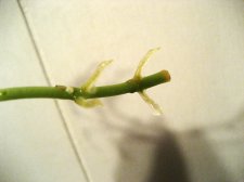 IMG_3254.jpg