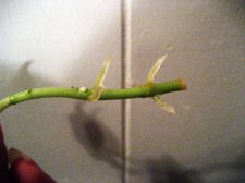 IMG_3257.jpg