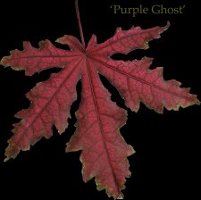 purple ghost.jpg