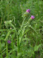 carduus_crispus_2_133.jpg