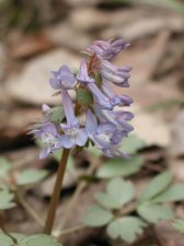 corydalis_turtschaninovii287_198.jpg