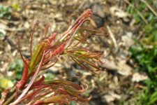 Acer palmatum 'red pygmy' (2).jpg