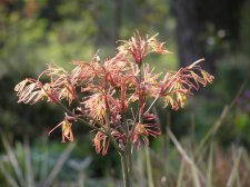 Acer palmatum 'red pygmy'.jpg