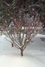 IMG_0066b.jpg