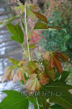 IMG_3087.jpg