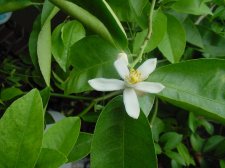 Lflor (1).jpg