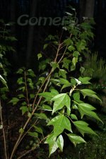 IMG_3206.jpg