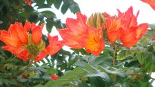 DSC00681.jpg