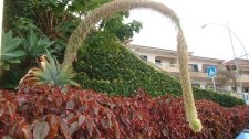 DSC00683.jpg