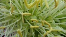 DSC01811.jpg