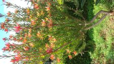 DSC01840.jpg