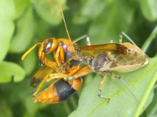 Common Assassin Bug Pristhesancus plagipennis (4).jpg