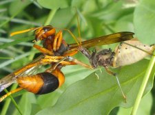 Common Assassin Bug Pristhesancus plagipennis.jpg