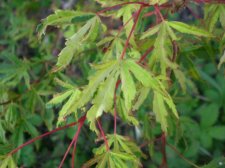 fine2008 015.JPG