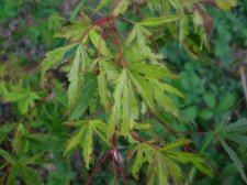 fine2008 017.JPG